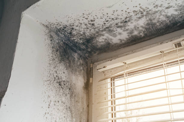 Affordable Mold Cleanup solutions in Schertz, TX